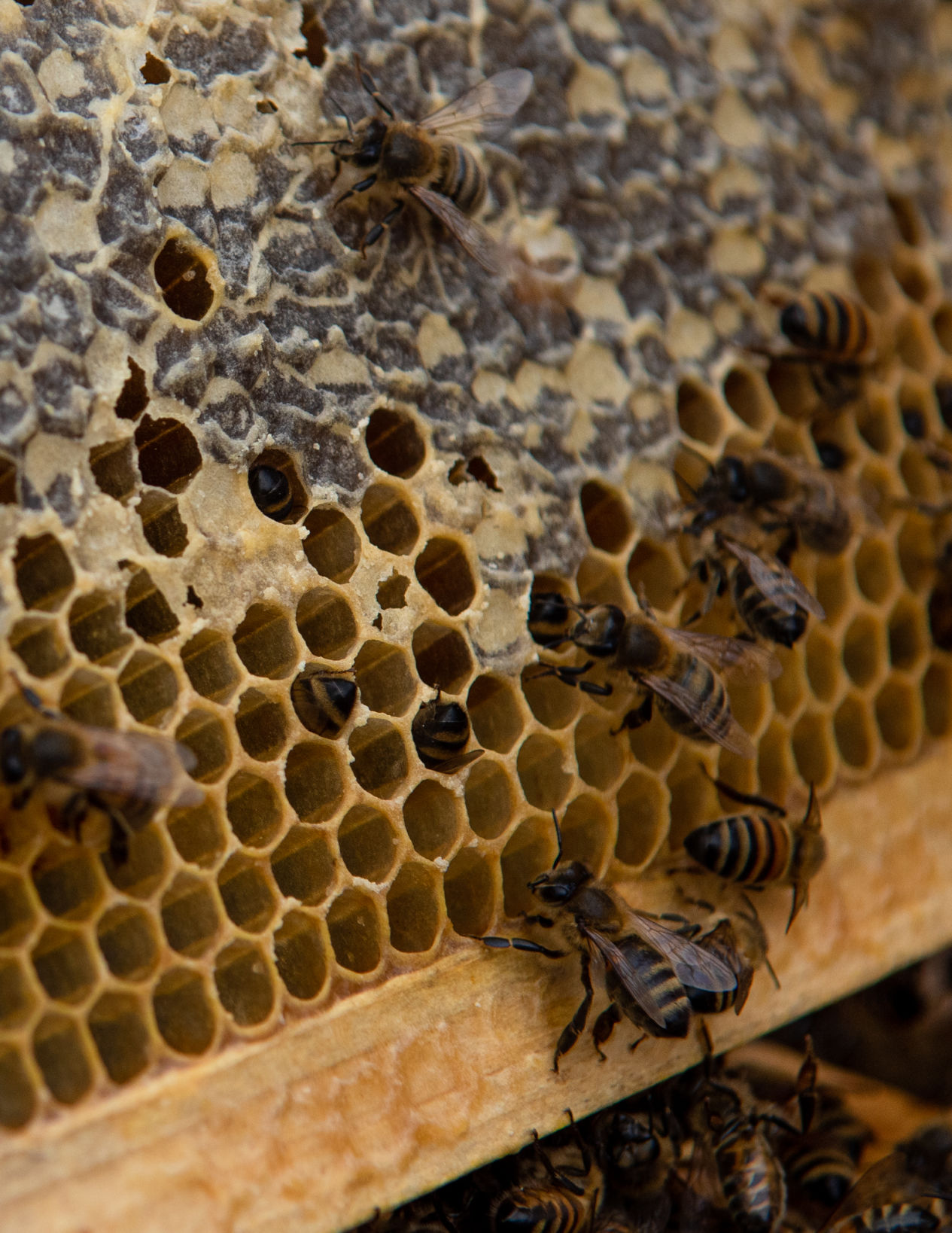 11172019_local_bees-8.jpg
